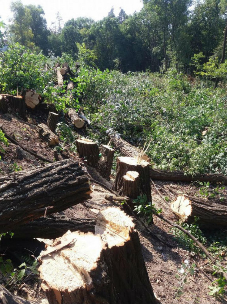 Зрубані дерева в Біличанському лісі