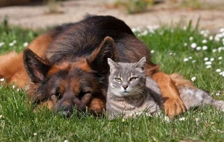 Собака й кіт лежать на траві 