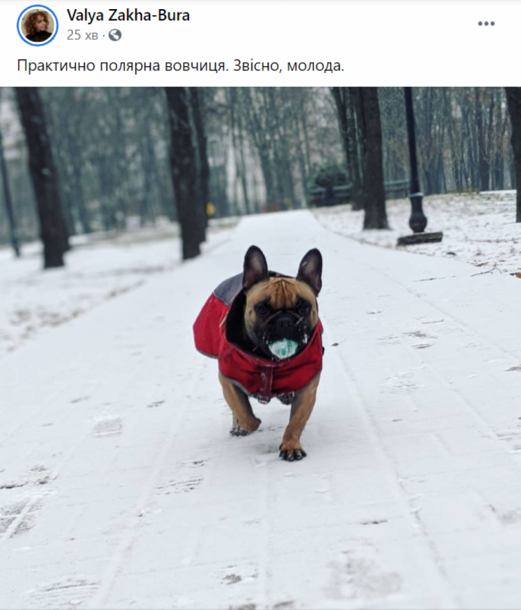 Собака гуляє на снігу