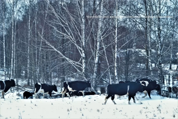 Дикі корови в Чорнобилі