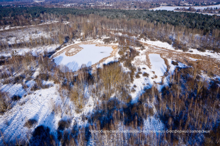 Зима у Чорнобильському заповіднику