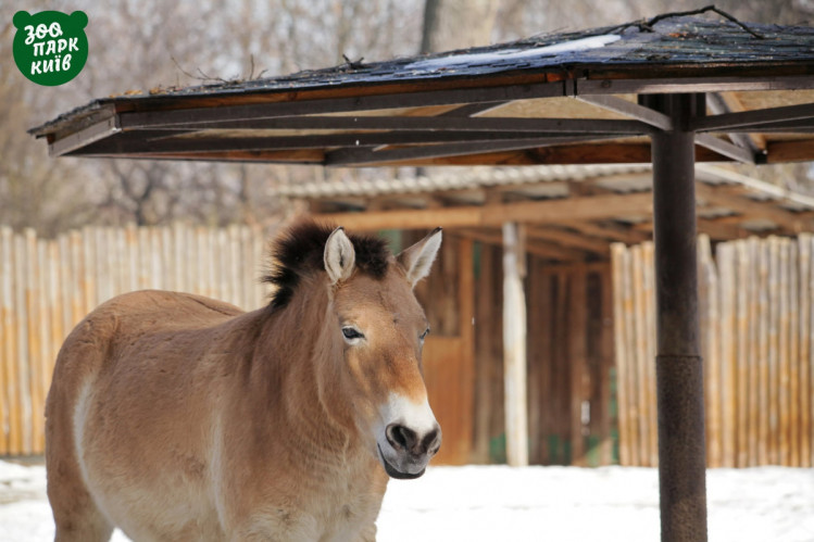 Кінь пржевальського у Київському зоопарку