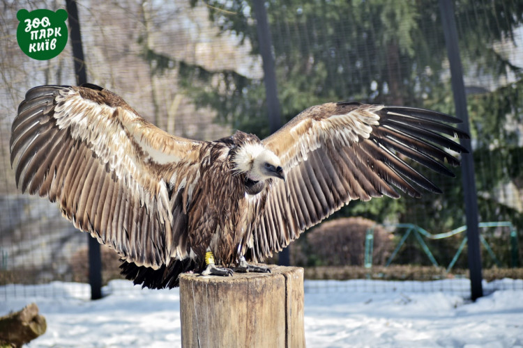 Птах у Київському зоопарку