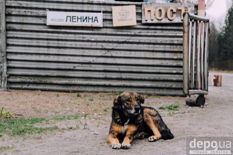 Місцеві жителі Зони - собаки