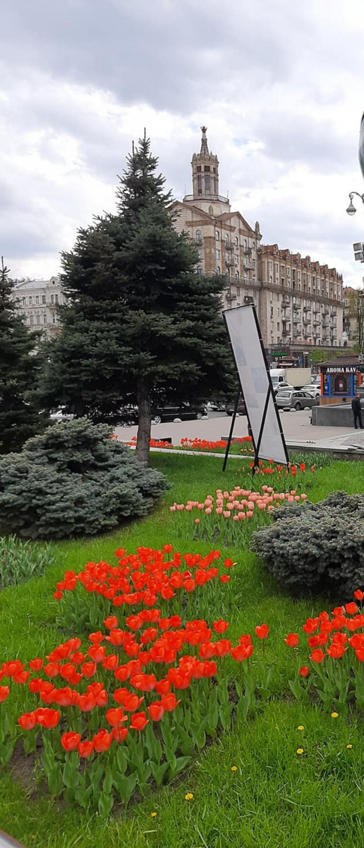 Тюльпаны на Майдане