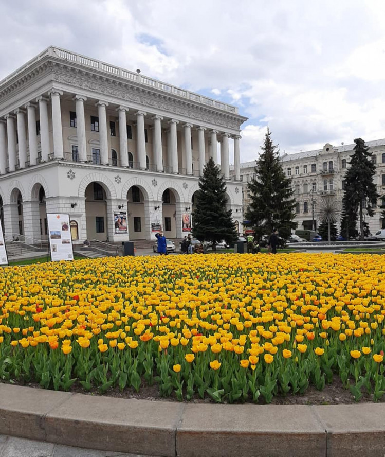 Тюльпаны на Майдане