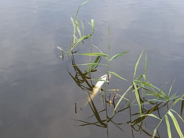 В озері на Нивках зафіусували масовий мор риби