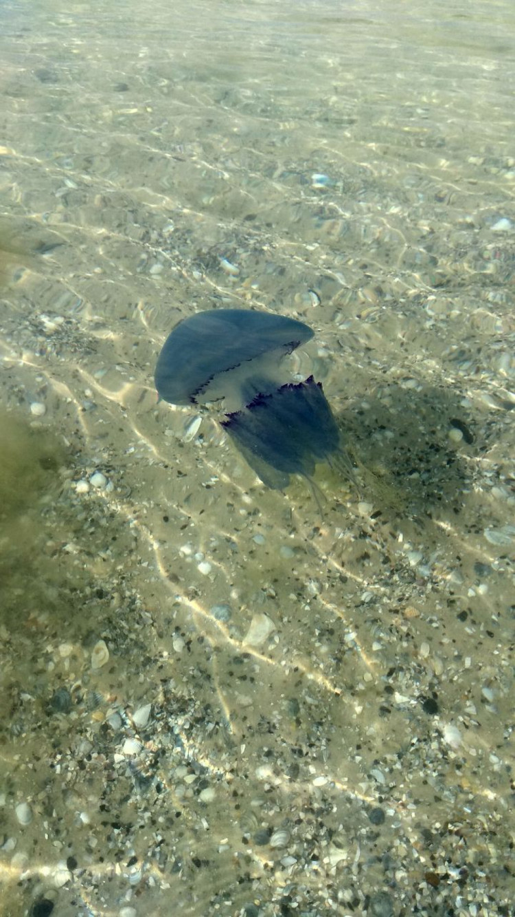 Медузы в Лазурном