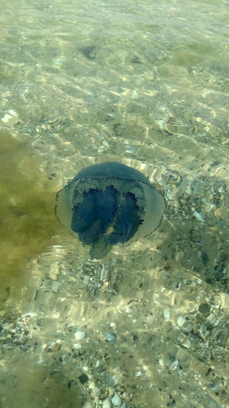 Медузы в Лазурном на Черном море 