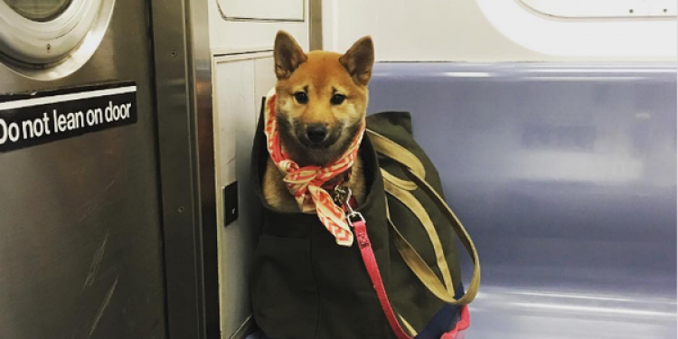 Собака в метро