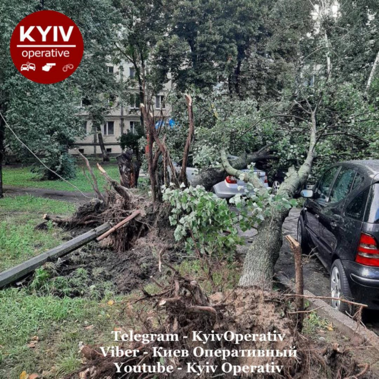 Дерево впало на авто