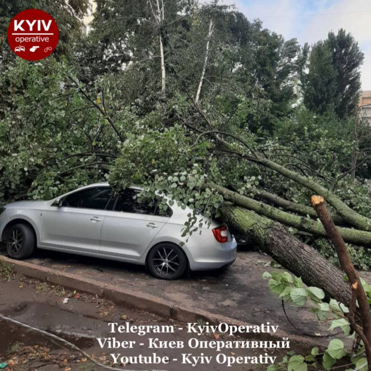Дерево впало на авто