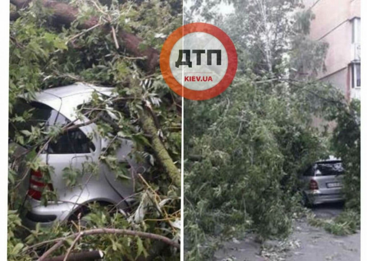 Дерево впало на авто