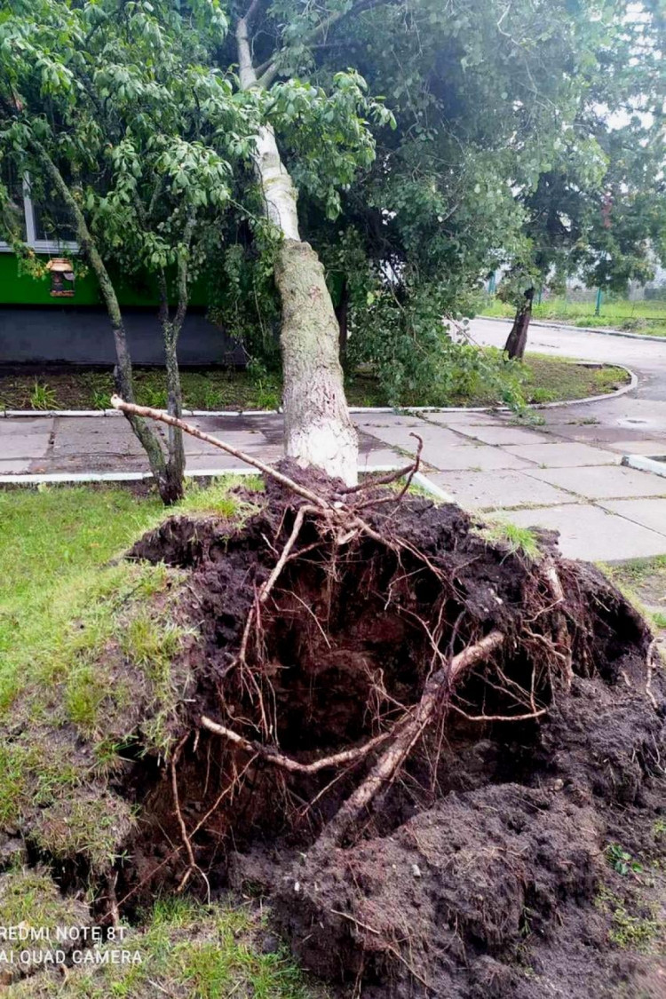 Дерево, вырванное с корнем