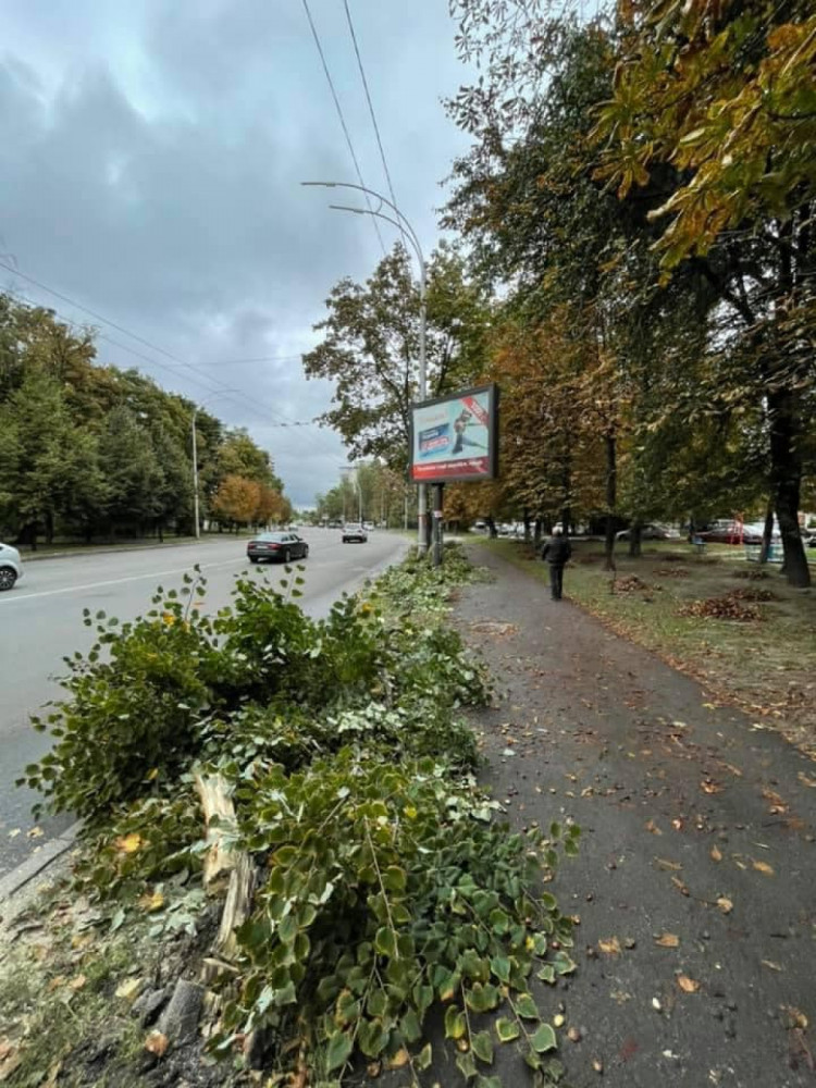 Борд і спиляні дерева