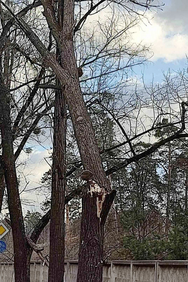 Вітер зламав дерево