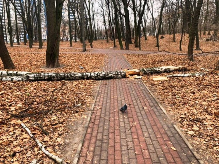Повалене дерево в парку