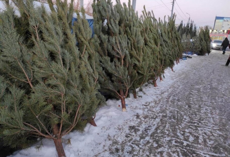 Купить елку в Киеве